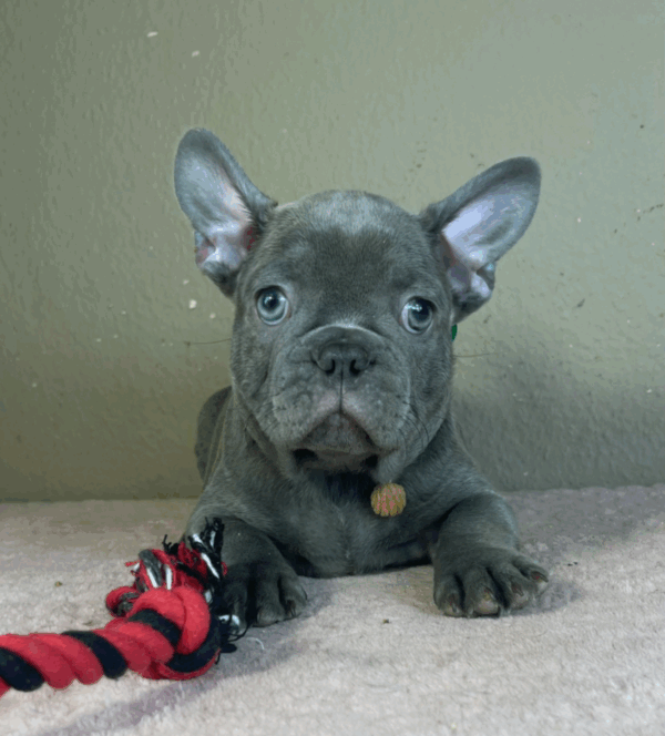 Timo - Image 2