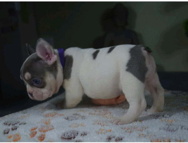 Alise - Image 7