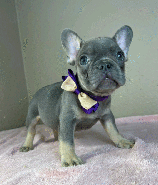 Victor - Image 2