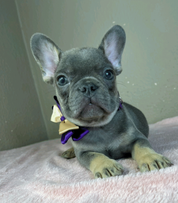 Victor