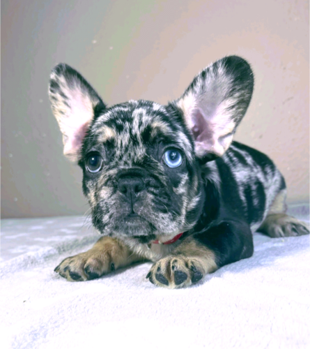 Daisy